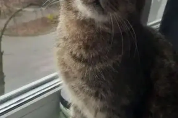 Найдена кошка, Новочебоксарск, фото: Кошка найдена у гаражей, 10 Пятилетки 9А