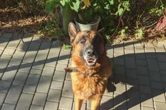 Собаки потеряшки, Мелитополь, фото: Потеряшка собака, Пирогова ул., Мелитополь