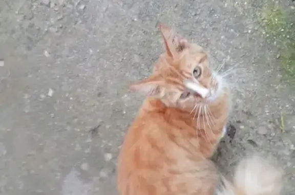 Найдена кошка, Михайловка (Волгоградская обл.), фото: Кошка найдена: 25, Михайловка