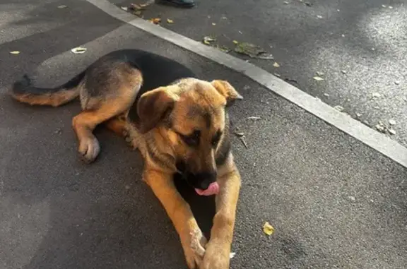 Найдена собака, Саратов, фото: Найдена собака, ул. Рахова 64/70, Саратов