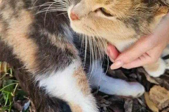 Найдена кошка, Ярославль, фото: Трёхцветная кошка найдена на Закгейма, 12