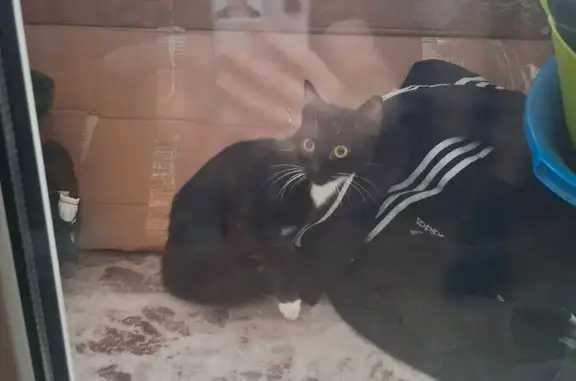 Найдена кошка, Томск, фото: Кошка найдена, ул. Мичурина 83, Томск