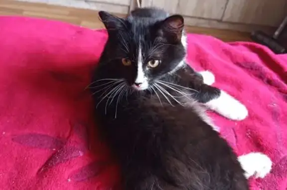 Пропала кошка, ул. Костюкова 41, Белгород