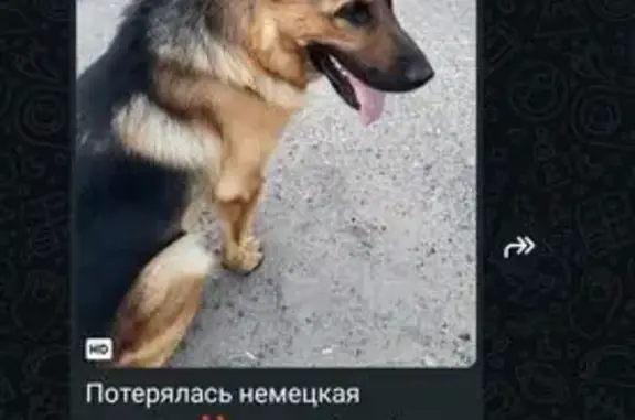 Собаки потеряшки, Казань, фото: Потеряшка овчарка, Казань, Краснодонская
