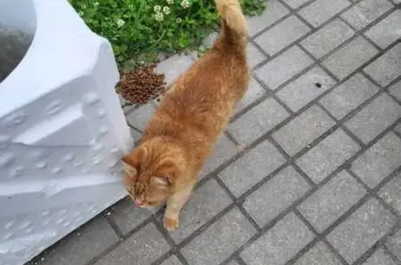 Кошки потеряшки, Псков, фото: Потеряшка рыжий кот, Торошинская 10, Псков