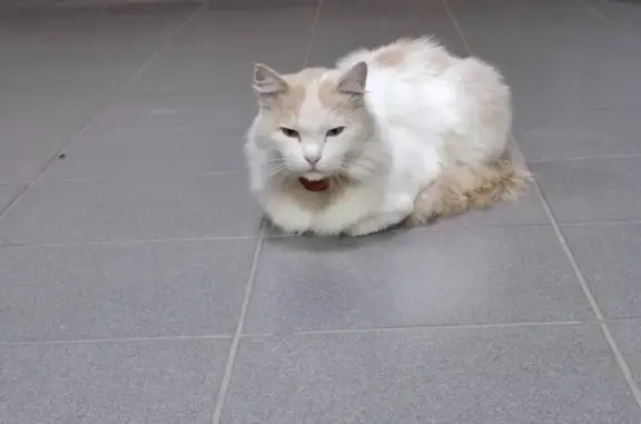 Найдена кошка, Бийск, фото: Кошка найдена: Советская 195, Бийск