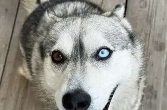 Собаки потеряшки, Хабаровск, фото: Потеряшка собака, ул. Революции 37, Хабаровск