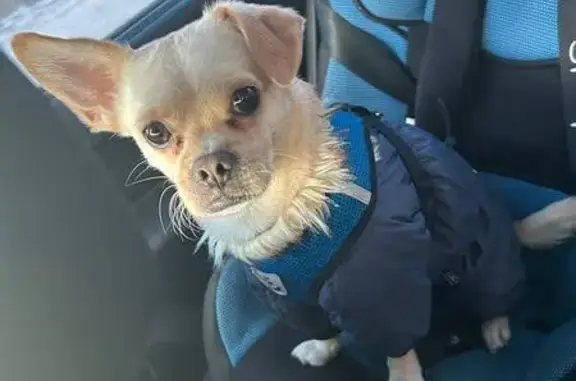 Пропала чихуахуа, ул. Гагарина, 16, Мартюш