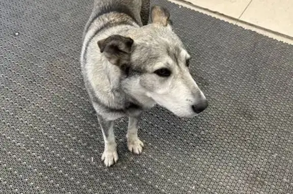 Собака найдена у Пушкина, 59, Томск