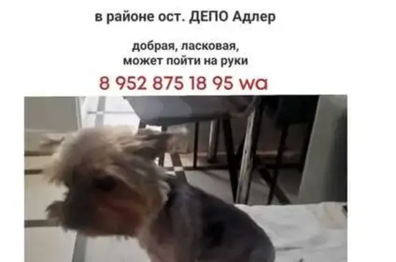 Пропала черная собака, ул. Просвещения, Сочи