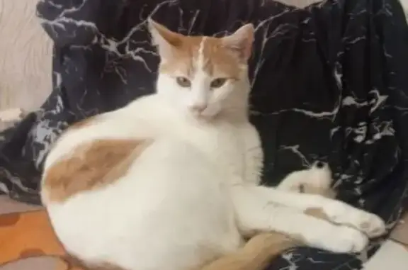 Пропал кот, ул. Ленина, 10, Киров