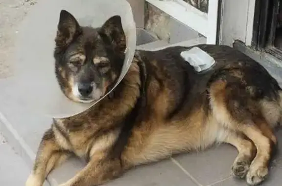 Собаки потеряшки, Калининград, фото: Потеряшка собака у рынка на Интернациональной 40