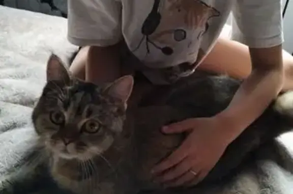 Найдена кошка, Белгород, фото: Кошка найдена, ул. Дружбы, 15, Белгород
