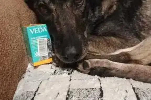 Найдена собака, Королёв, фото: Собака найдена в Королёве, ул. Глинкина, 8