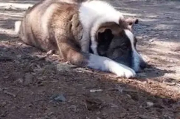 Пропала собака, ул. Седова, Ярославль