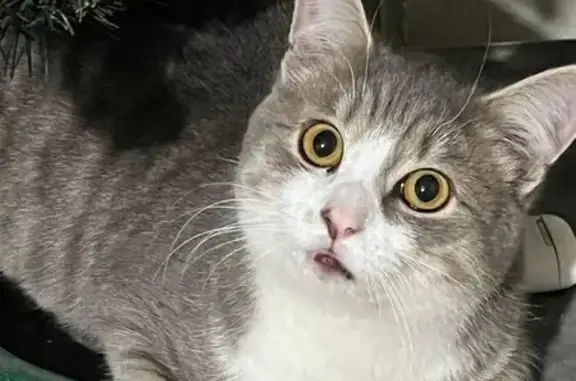 Найдена кошка, Краснодар, фото: Кошка найдена: Восточно-Кругликовская, 18