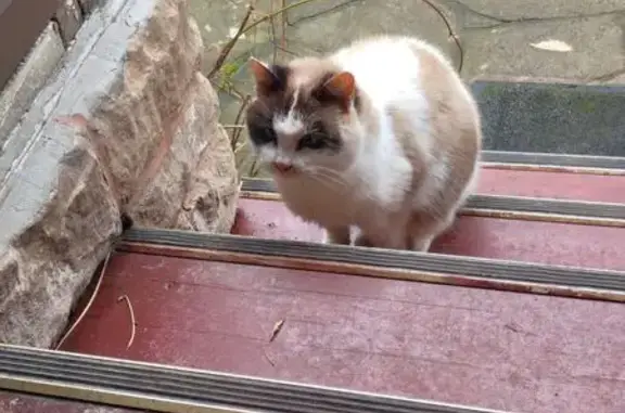 Найдена кошка, Красногорск, фото: Найдена кошка, улица Елизарова, 24