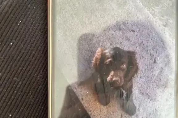 Собаки потеряшки, , фото: Потеряшка собака, Черкесск, Карачаево-Черкесия