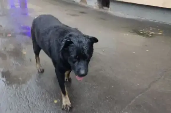 Найдена собака, Великий Новгород, фото: Собака найдена на Софийской наб., Вел. Новгород