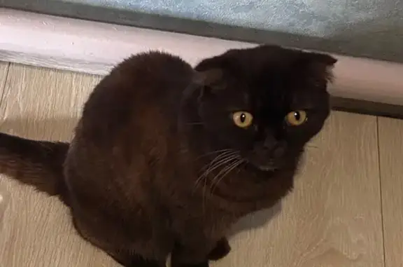 Пропала кошка, Первомайская ул., Ильский