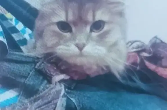 Кошки потеряшки, Краснодар, фото: Потеряшка кошка, ул. Янковского 151, Краснодар