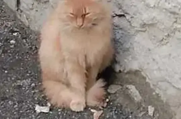 Рыжий котик найден на Вокзальной, 28