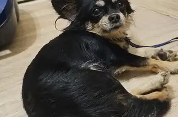 Собака найдена у Пятёрочки, Тренёва 4