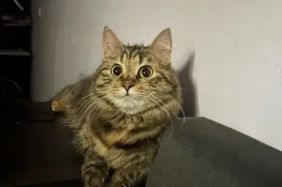 Пропала кошка, Мичуринская ул. 333Б