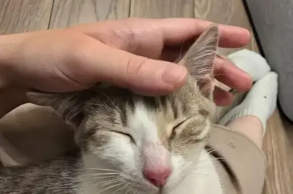 Кошка найдена на Силикатной, 37, Мытищи