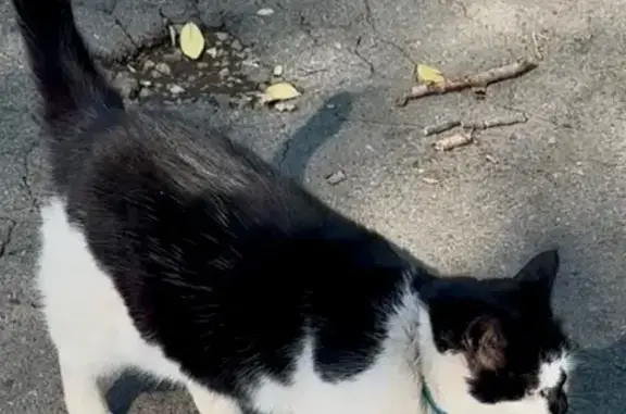 Найденные животные Владивосток, фото: Кошка найдена: 1-я Морская, 6/25 с1, Владивосток