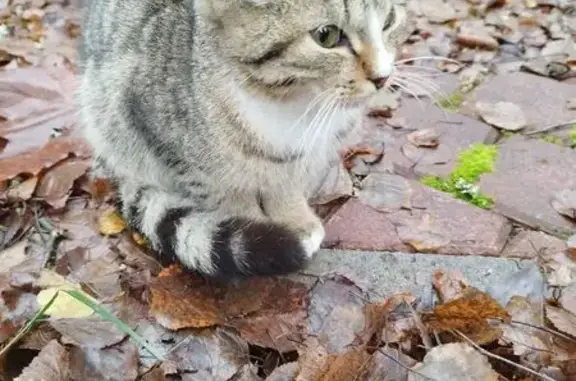 Найдена кошка, Ленинградская область, фото: Кошка найдена в Полянском СП, Ленобласть