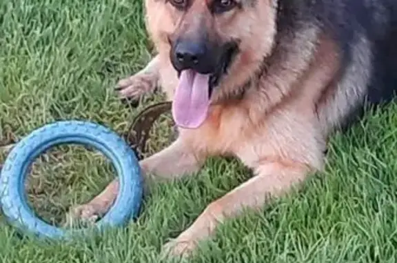 Пропала собака, Калининградская обл.