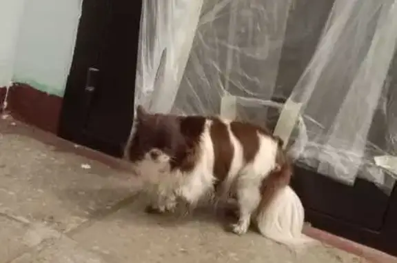 Найдена собака, Санкт-Петербург, фото: Собака найдена на пр. Мечникова, 21 СПб