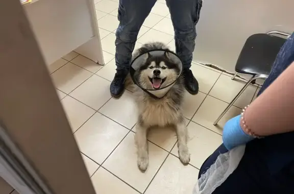 Собака найдена: Ленинский пр., 88, Воронеж