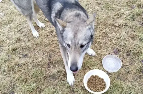 Найдена собака, Козулька, фото: Собака найдена в Козульке, Красноярский край