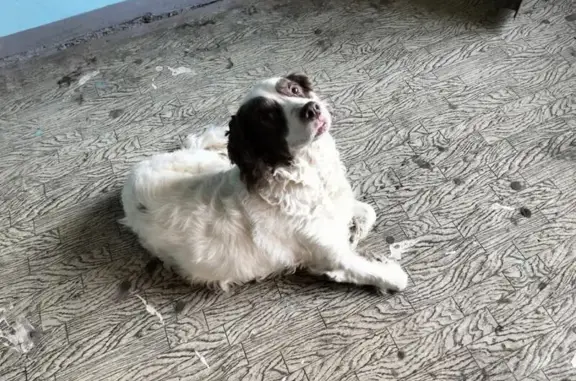 Найдена собака, Саратов, фото: Собака найдена: Ново-Астраханское шоссе, 83