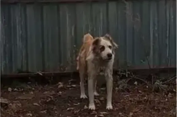 Собаки потеряшки, , фото: Потеряшка собака Грета, Бабяково 20Н-1-16