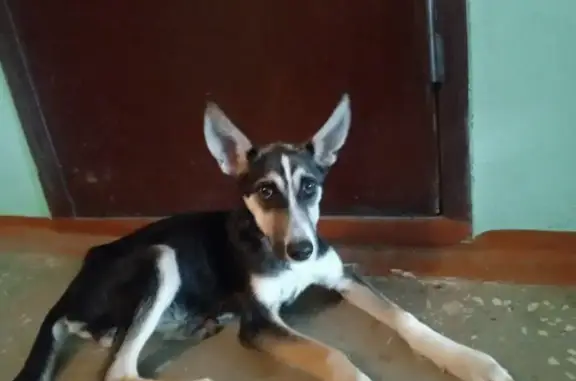 Найдена собака, Северск, фото: Северск: найдена собака на Калинина, 113