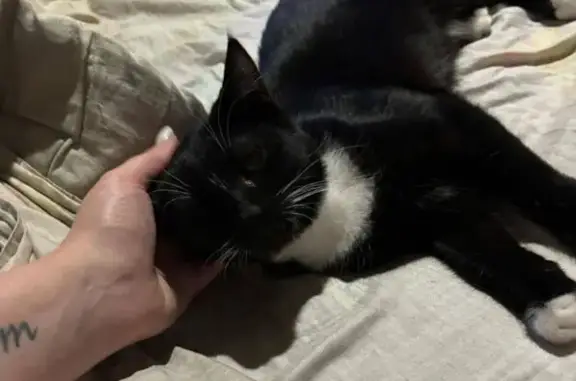 Кошки потеряшки, Рославль, фото: Потеряшка кошка, ул. Кирова, 25, Рославль