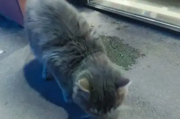 Найдена кошка на проспекте Ленина, 122