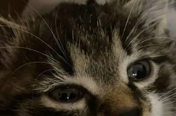 Найдена кошка, Иркутск, фото: Котенок найден: Объездная дор., Иркутск