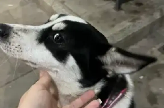 Найдена собака, Нерехта, фото: Собака найдена, Хуторской пер., Нерехта