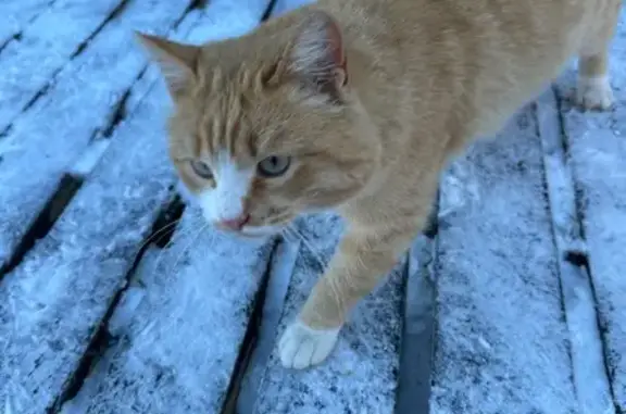 Найдена кошка, , фото: Кошка найдена в ПСОК ВИТАМИН, Сургут