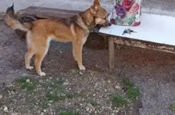 Пропала собака, ул. Гоголя 19, Ефремов