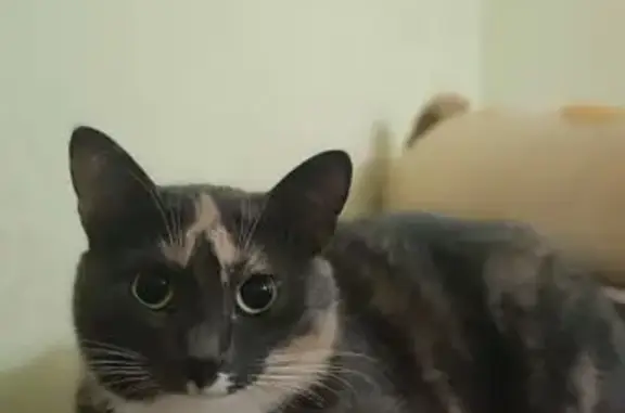 Кошки потеряшки, Ирдоматка, фото: Потеряшка кошка, Ирдоматка, Придорожная 2А