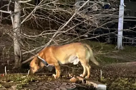 Найдена собака, Белгород, фото: Найдена собака на Народном бульваре, Белгород
