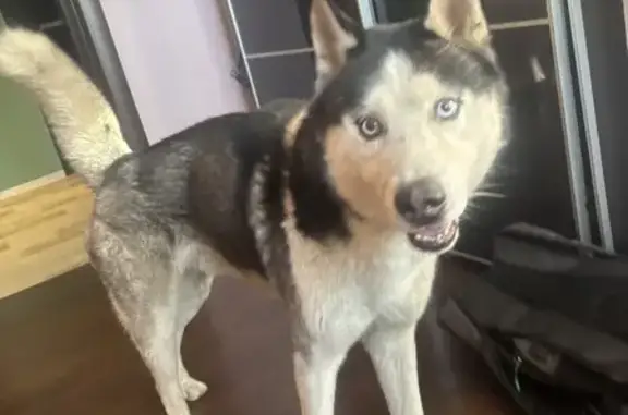 Найдена собака, Ростовская область, фото: Хаски найден в Новочеркасске, Ростовская обл.