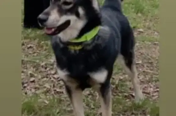 Собаки потеряшки, Хабаровск, фото: Потеряшка собака, Краснофлотская, Хабаровск