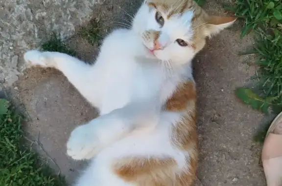 Пропала рыжая кошка у Циолковского, Ленинский