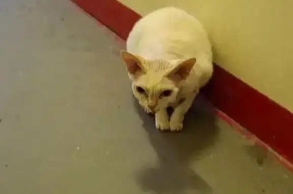 Найдена кошка, Парголово, фото: Кошка у мусоропровода, Дудина 25 к1